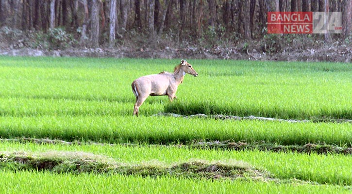 দিনাজপুরের শালবনে ঘুরে বেড়াচ্ছে বিলুপ্তপ্রায় নীলগাই